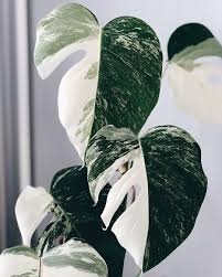 Pin On Cultivation