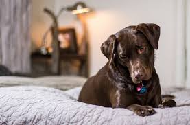 Partir en confiant sa maison et la garde de son compagnon (chien, chat, petit animal de compagnie…) : Combien Coute Un Service De Garde D Animaux
