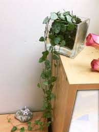 Da ein glasgefäß anders als ein blumentopf unten verschlossen ist, kann überschüssiges gießwasser nicht. Kette Herz Succulent Cactus Haus Pflanze Im Glas Pvc Topf Garten Rosary Vine Ebay