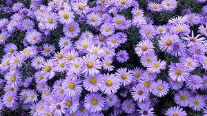 Gorgeous Fall Flowers Fall Plants Fall Flowers Plants
