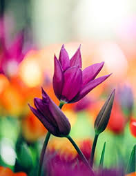 Obituary information for Julia Nell Byrd