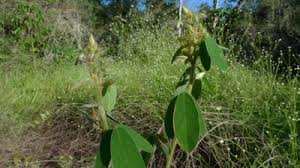 Image result for Grona barbata