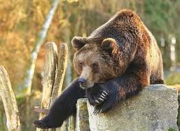 Der Bar Ist Ein Beliebtes Tier Im Wildpark Tiere Bar Saugetiere