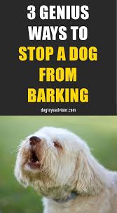 Unkempt Dogs Training Dogsofbali Dogtraininghandsignals Dog Training Tips Dog Training Dog Training Obedience