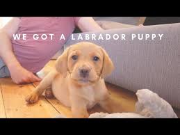 If the breed is rare, why would he be a stray? We Got A Puppy Meet Our 8 Week Old Golden Fox Red Labrador Youtube