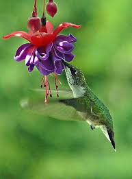 Birds And Blooms Photo Contest Winners Wild Bird April 2008 Photo Contest Winner Beautiful Birds Wild Birds Pretty Birds