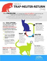 Stray cats may also qualify for assistance where exhaustive efforts have been made to find an owner. Stray Feral Cats Citrus Heights Ca Official Website