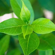 Roundup only kills whatever green matter it touches by translocation to the roots and then kills from the roots up. Privet Hedge Plants Hedges Hedges Direct