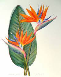 Maybe you would like to learn more about one of these? Bird Of Paradise Botanical Painting Strelitzia Reginae Botanical Painting Plant Painting Paradise Painting