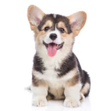 ***if you are interested in purchasing one of our corgi puppies for sale, please also read over our. Southern Mutt Professional Puppy Training And Dog Training For Chattanooga Tn