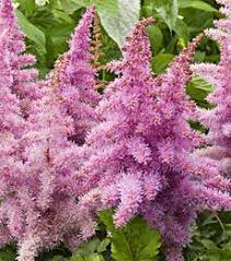 Astilbe Shade Great Shade Garden White Flower Farm Part Shade Perennials Shade Perennials
