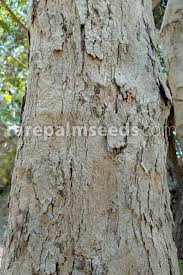 Image result for Lecaniodiscus