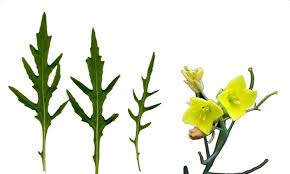 Image result for Diplotaxis tenuifolia