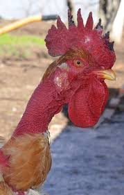 În cazul în care, de exemplu, visezi că biserica se năruie în faţa ochilor tăi, asta reflectă că vei deveni ateu în viaţa de zi. Cocos Adevarat Eu Si Gradina