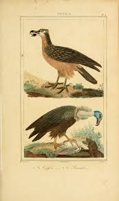 Oeuvres Completes De Buffon Histoire Naturelle Oiseaux Paris