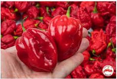 Image result for how hot is dalle khursani