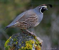 California Quail Modelo A Escala Pajaros Modelos
