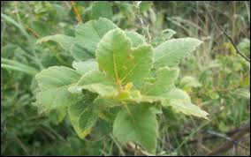 Image result for Oxygonum dregeanum