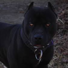 Dream Dog Pitbull Terrier Scary Dogs Dogs