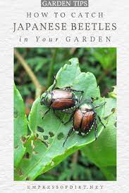 How To Get Rid Of Japanese Beetles In 2021 Japanese Beetles Getting Rid Of Japanese Beetles Beetle