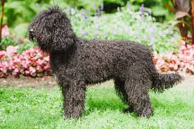Our family has raised many different breeds of dogs for over 50 years. Pin On Barbet