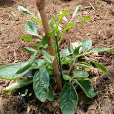 La Poire Melon Alias Pepino Une Note Exotique Au Jardin Le Poire Jardins Solanacees