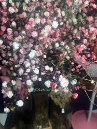 Maybe you would like to learn more about one of these? Bunga Baby S Breath Murah Dan Tahan Lama Blog Sihatimerahjambu