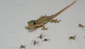 Karena cicak merupakan binatang malam dan keluar pada malam hari, maka sebaiknya anda melakukan penangkapan saat malam tiba. Cicak Itu Makan Nasi So What Halaman All Kompasiana Com