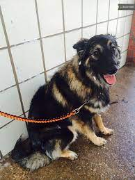 German Shepherd Border Collie Mix Bordercollie Border Collie Cavachon Puppies Cute Dogs And Puppies