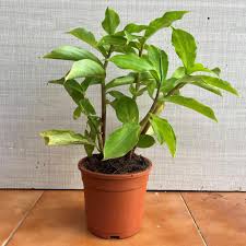 Corofitam Insulin Plant Hybrid Plant healthy Live Plant On Pot &mdash; Kadiyam  Nursery