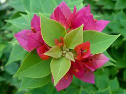 Pin On Horticultural Plants