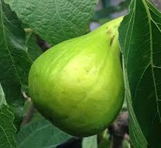 Image result for Moraceae