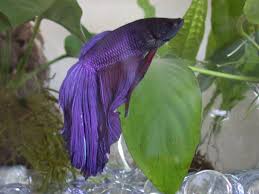Betta fishes are primarily freshwater fish found in tropical regions. Do Betta Fish Get Depressed How To Make Your Betta Fish Happy Betta Care Fish Guide