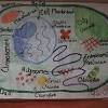 Animal cell poster project ideas. 1
