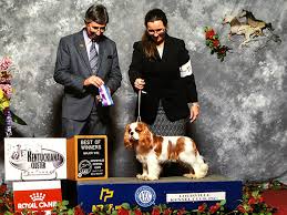 Cavalier king charles spaniel rescue ohio. Cavalier King Charles Spaniel Puppies Shady Grove Acres