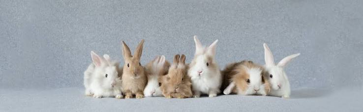 Triangle Rabbits