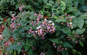 Image result for Malpighia