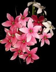 Image result for Combretum paniculatum