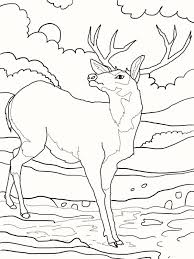 Subtitle of part of web page, if appropriate. title: 20 Beautiful Buck Deer Coloring Pages