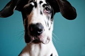 Best food ingredients for great danes. When To Switch Your Great Dane From Puppy To Adult Food