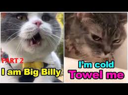 Cats Talking These Cats Can Speak English Better Than Hooman Part 2 Youtube In 2021 Funny Cat Videos Cat Talk Animals Funny Cats