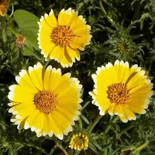 Image result for Tolpis