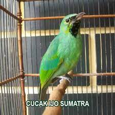 5 Jenis Cucak Ijo Ciri Fisik Warna Habitat Dan Gambarnya Hewan Id