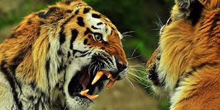 Mimpi melihat harimau mengejar orang. Mimpi Harimau Besar Apa Mimpi Harimau Apa Impian Harimau Di Rumah