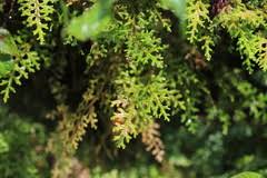 Image result for Selaginella kalbreyeri