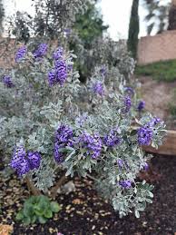 Image result for Indigofera secundiflora