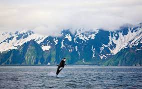 We did not find results for: Welcome To Kenai Fjords National Park