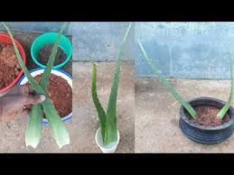 Aloe vera can also be grown as a potted plant. How To Grow Aloe Vera From Leaf Youtube How To Grow Aloe Grow Aloe How To Grow Aloe Vera