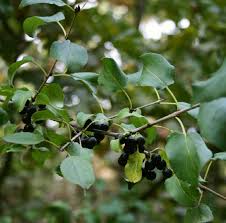Try black persian or kaester. mulberry trees. Https Www Bto Org Sites Default Files Shared Documents Winter Thrushes Survey Associated Files Berry Identification Sheet Pdf