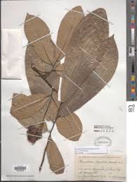 Image result for Monodora grandidieri